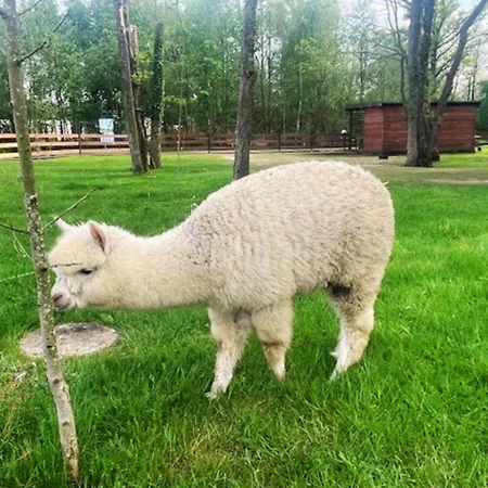 ロッジ Baltic Park - Raj Dla Rodzin Z Dziecmi - Z 2 Sypialniami Atrakcje Dla Dzieci ニエホジェ