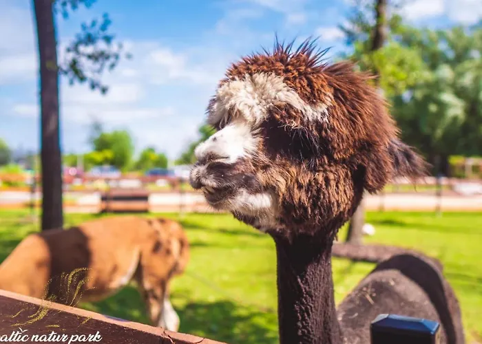 ロッジ Baltic Park - Raj Dla Rodzin Z Dziecmi - Z 2 Sypialniami Atrakcje Dla Dzieci *